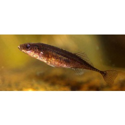 Колюшка девятииглая (Pungitius pungitius)