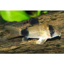 Коридорас панда (Corydoras panda )