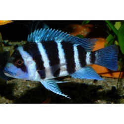 Королева Танганьики. Цифотиляпия "зебра". Цифотиляпия лобастая (Cyphotilapia frontosa)