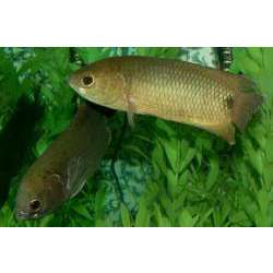 Ктенопома сизая (Ctenopoma kingsleyae)