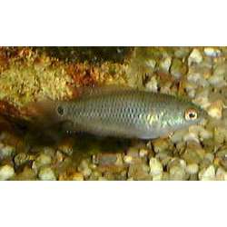 Купанус бурый. Купанус обыкновенный (Pseudosphromenus cupanus)