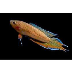 Купанус Дея (Pseudosphromenus dayi)