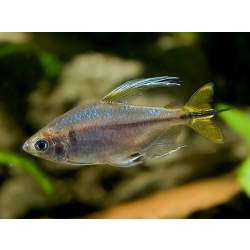 Конго золотой (Hemigrammopetersius caudalis)