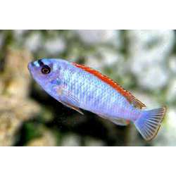 Лабеотрофеус Тревавас (Labeotropheus trewavasae)