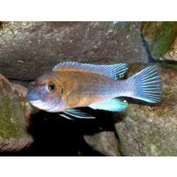 Лабеотрофеус Тревавас (Labeotropheus trewavasae)