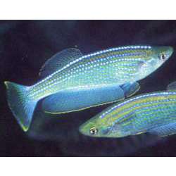 Ламприхтис танганьикский (Lamprichthys tanganicanus)