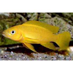 Лампрлогус апельсиновый. Лампрологус цитроновый (Neolamprologus leleupi)