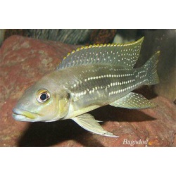 Лампрологус перламутровый (Neolamprologus tetracanthus)