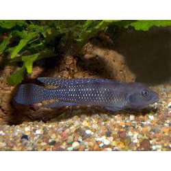 Лампрологус конголезский (Lamprologus congoensis)