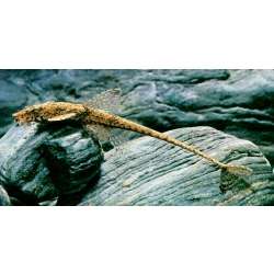 Лорикария перуанская. Лорикария стройная. Лорикария темная (Rineloricaria lanceolata)