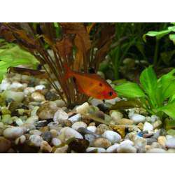 Минор (Hyphessobrycon minor)