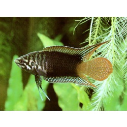 Макропод круглохвостый (Macropodus chinensis)