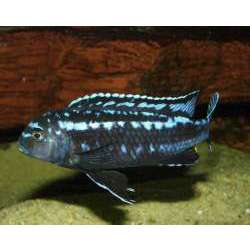 Меланохромис Иохана (Melanochromis johanni)