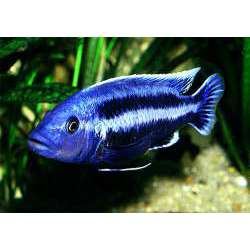 Меланохромис Чипока (Melanochromis chipokae)