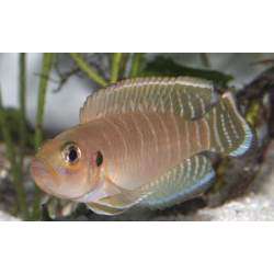 Неолампрологус бревис (Neolamprologus brevis)