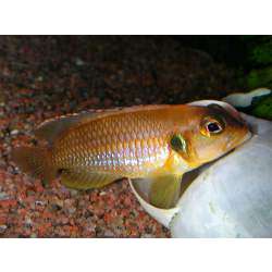 Неолампрологус оцеллатус (Neolamprologus ocellatus)