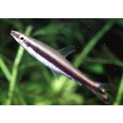 Нанностомус однополосый. Пецилобрикон однополосый (Nannostomus unifasciatus)
