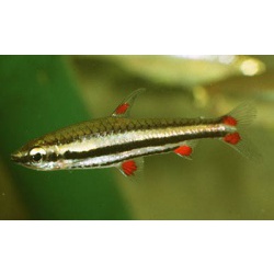 Нанностомус трехполосый (Nannostomus trifasciatus)