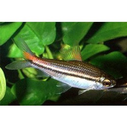 Наннетиопс однополосый (Nannaethiops unitaeniatus)