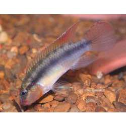 Нанохромис димидиатус (Nanochromis dimidiatus)