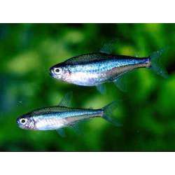 Неон голубой (Paracheirodon simulans)