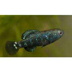 Окунек черный (Elassoma evergladei)