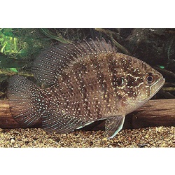 Окунь бриллиантовый (Enneacanthus obesus)