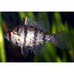 Окунь дисковидный (Enneacanthus chaetodon)