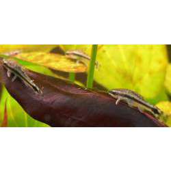 Отоцинклус виттаус (Otocinclus vittatus)