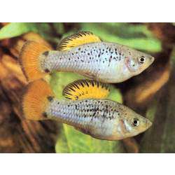 Пецилия многоцветная. Пецилия пестрая. Пецилия трехцветная (Xiphophorus variatus)