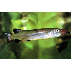 Полурыл красно-черный (Nomorhamphus liemi)