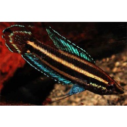 Паросфроменус Дайсснера (Parosphromenus deissneri)