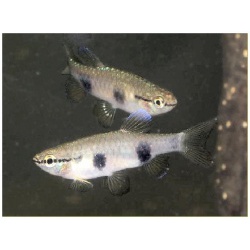 Пиррулина виттата (Pyrrhulina vittata)