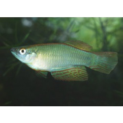 Прокатопус нототениа (Procatopus nototaenia)