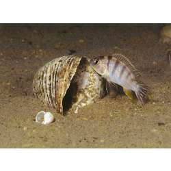 Псевдотрофеус Ливингстона (Pseudotropheus livingstonii)