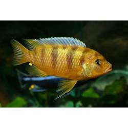 Псевдотрофеус Ломбардо (Pseudotropheus lombardoi)