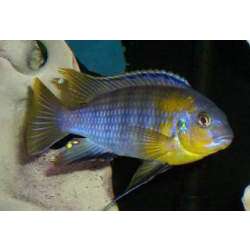 Псевдотрофеус трофеопс (Pseudotropheus tropheops)