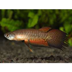 Птеролебиас золотой (Pterolebias longipinnis)