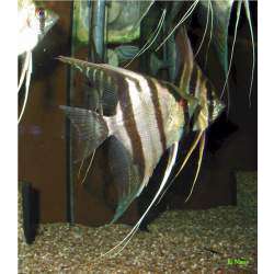 Скалярия большая (Pterophyllum altum)