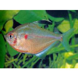 Рубростигма. Тетра краснопятнистая (Hyphessobrycon erythrostigma)