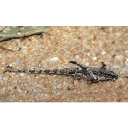 Ринелорикария парва (Rineloricaria parva)