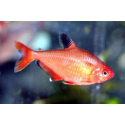 Серпас (Hyphessobrycon serpae )