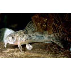 Сомик Коча (Corydoras cochui)