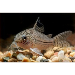 Сомик леопардовый (Corydoras trilineatus)