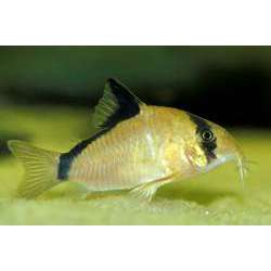 Сомик Мета (Corydoras metae)