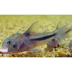 Сомик Наттерера (Corydoras nattereri )