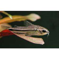 Сомик пигмей (Corydoras pygmaeus)