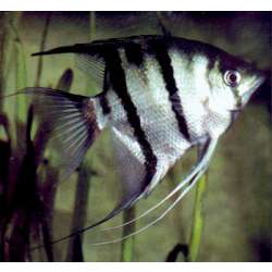 Скалярия горбатая. Скалярия Думерилля. Скалярия остроносая (Pterophyllum dumerillii)