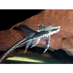 Стуризома чернорылая (Sturisoma nigrirostrum )