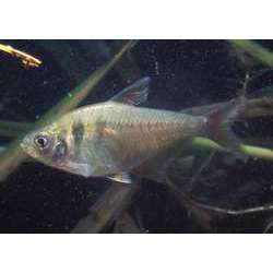 Тетра желтая (Hyphessobrycon bifasciatus)